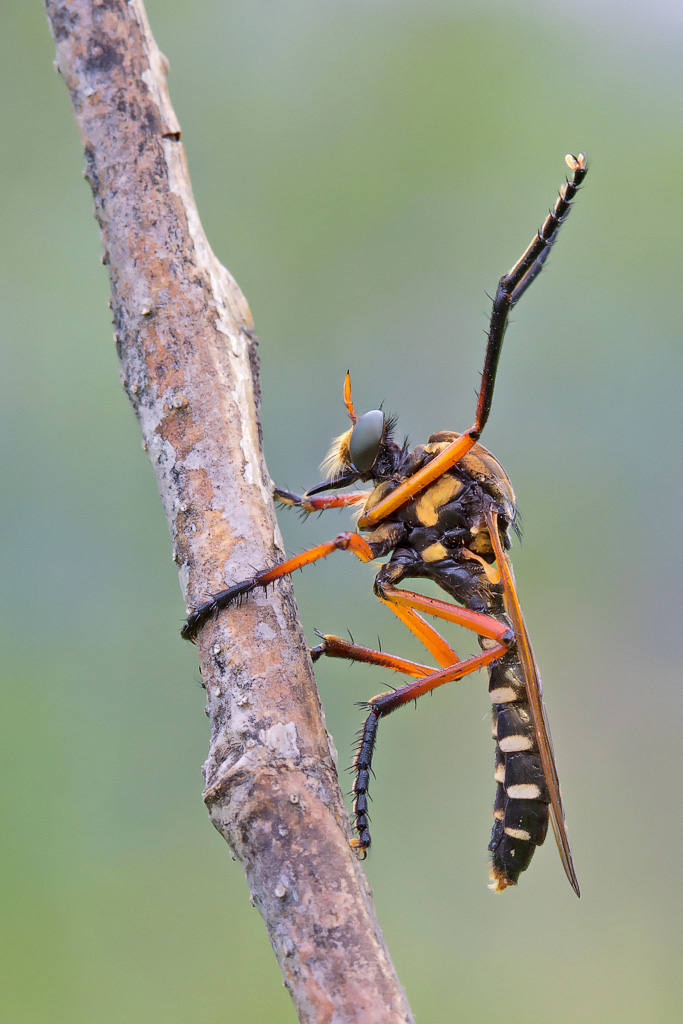 Molobratia teutonus